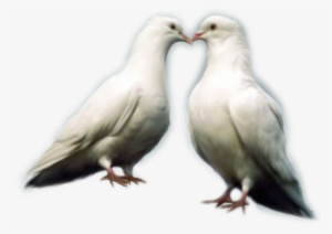 Edit - Dove Lover Bird Png
