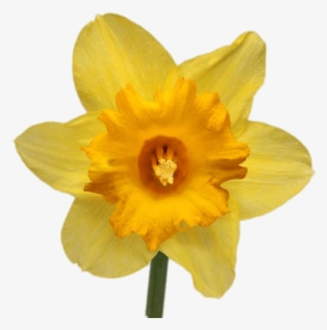 Stickpng003 Load20180523 Transparent Png Sticker - Transparent Daffodil Backgrounds