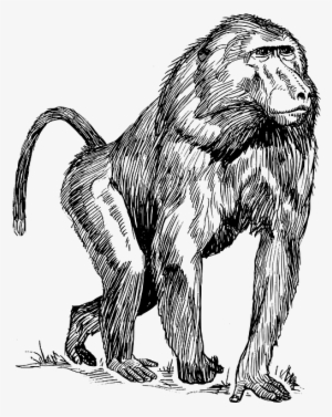 Mono, Negro, Dibujo, Esbozo, Blanco - Baboon Drawing