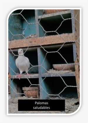 Pasos Previos Antes De Aparearse - Cockatiel