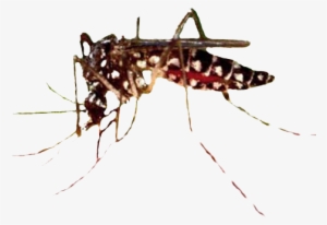 Secretaria De Salud Vectores