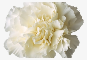 Transparent White Flower Crown More Information - White Carnation Flower Transparent