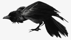 Banner Download Crow Clipart Scary - Raven Drawing