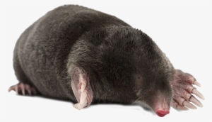 Mole - Mole Animal Png
