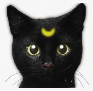 The Edited Scary Shit Tumblr Cat - Unique Vintage Glass Time Jewelry Cat Necklace 3 Pendant