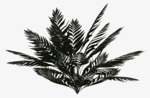 Jungle Fern - Wiki