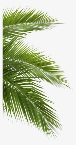 18, Jungle Forest - Jungle Png