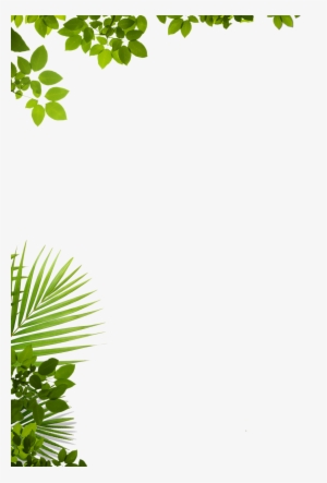 About Us Adventure Zip Lines Punta Cana - Window Decal: Through The Tree (window Decal), 70x50cm.