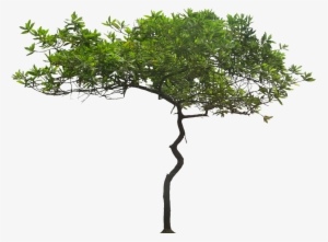 Free Pictures Of Ornamental Tropical / Subtropical - Acacia Tree Transparent Background