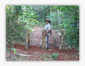 Work At A Restoration Site, Daintree October - October