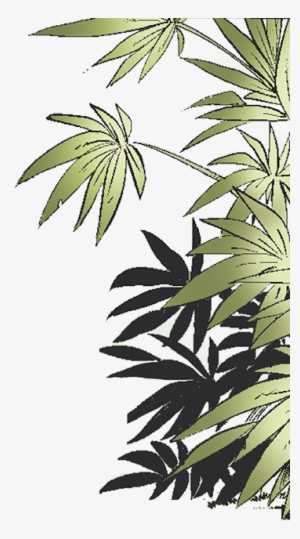 Jungle