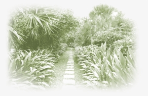 Jungle Gardens Was Created By Edward Avery “ned” Mcilhenny - Sarasota Jungle Gardens