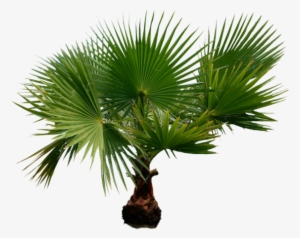 Palmiers Sur Fond Transparent