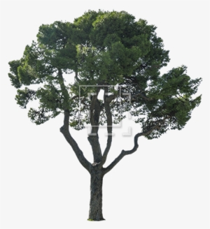 A Tree That Belongs Outside Your European Sea Villa - Trees Cutouts