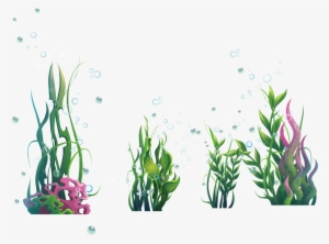 Algae Plant Seaweed Ocean - Seaweed Png
