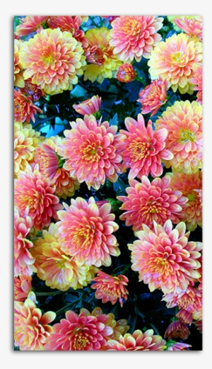 Flower Patch Mobile Wallpaper Big - Hd Floral Wallpaper Phone