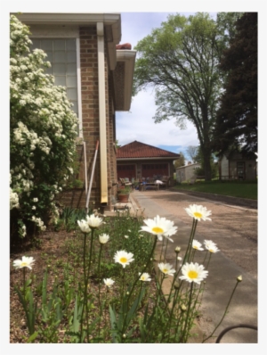 The Abbott Mansion 83857 Ne 61, Hyannis, Ne 69350, - Oxeye Daisy