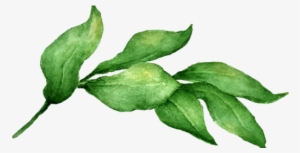 Interior Design And Home Décor - Bay Leaf Watercolour