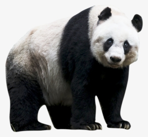 Panda Png Clip Art Transparent - Giant Panda No Background