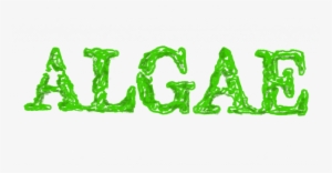 What Do Rock Climbing, Flea Prevention, And Chocolate - Stencil