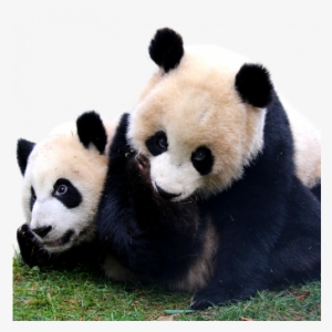 Thumbnail - Calgary Zoo Baby Pandas