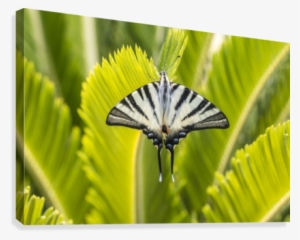 Scarce Swallowtail Butterfly Canvas Print - Butterfly
