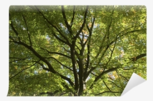 Forest, Autumn, Canopy, Leaves, Fall, Tree, Wall Mural - Autumn