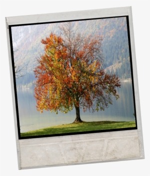 Fall-tree - Words To Live By: A Daily Guide Ok]