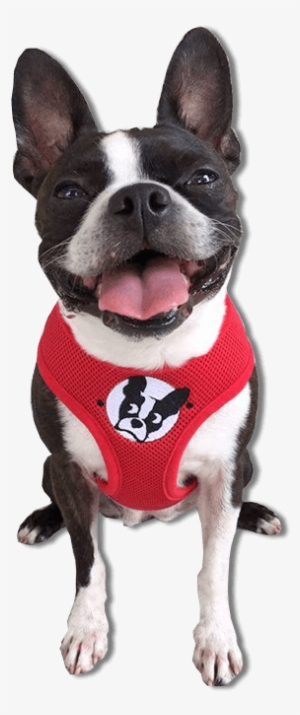 Boston Terrier Harness - Boston Terrier