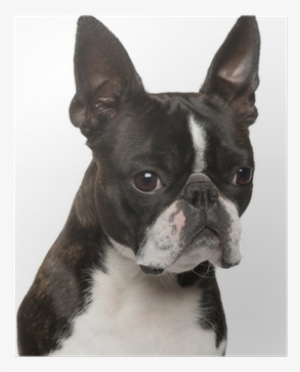 Close-up Of Boston Terrier, 1 Year Old Poster • Pixers® - Nasal Dog