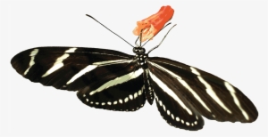 Butterflies Clipart Zebra - Moth Gif Png