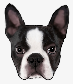 Boston Terrier