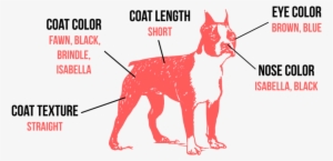 The Boston Terrier Is Permanently On The Best Dressed - Illustration