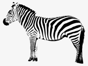 Zebra Free Png Image - Zebra Png