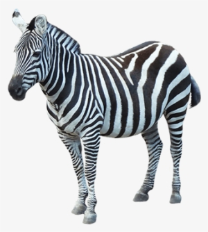 Animals - Zebras - Zebra Png