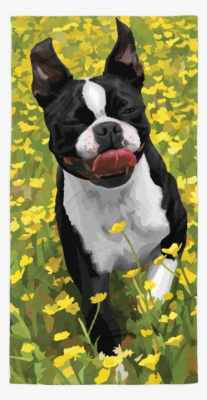 Abigail The Boston Terrier - Boston Terrier