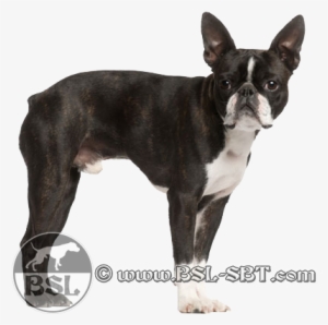 Bostonterrier - Boston Terrier X Pug