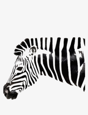 Foto - Zebra Drawing