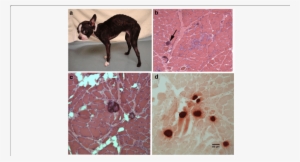 Histopathology Of Muscle Biopsies From A Female Boston - Pest