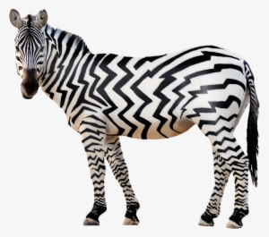 Zebra Png Free Download - Zebra