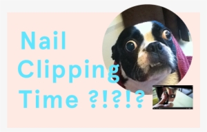 How To Clip Your Boston's Nails - Dog