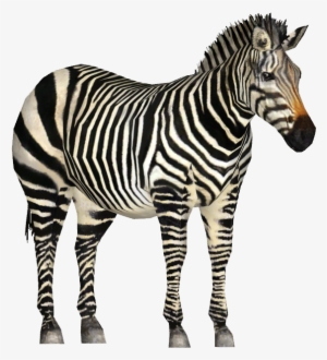 Zebrahartmans Tamara Henson - Zoo Tycoon Zebra Png