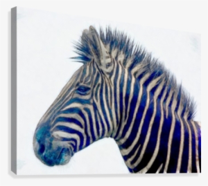 Zebra 2450 Canvas Print - Calvendo Zebras - Ungezähmte Kraft (wandkalender 2017