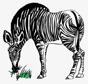 Larger Clipart Zebra - Zebra Eating Grass Clipart