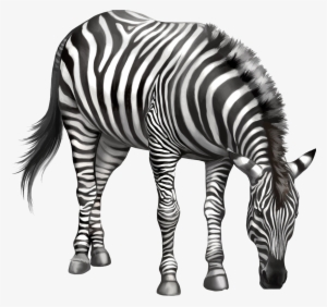 Zebra Drawing Clip Art - Zebra Eating Png