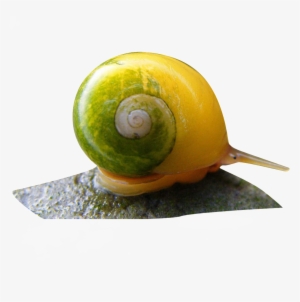 Fenix Cl20 Camping Lantern (olive Green)