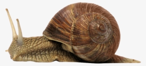 Free Png Snail Png Images Transparent - Snail Png