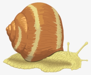 Snail Clip Art - Sea Snail Clip Art