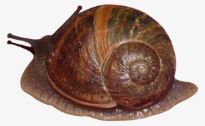 Snail Png