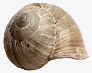 Picture Download - Snail Shell Png